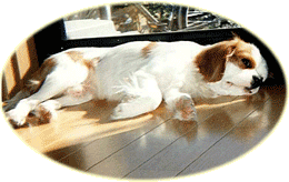 �g���~���O