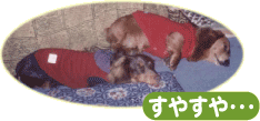 �_�b�N�X