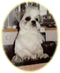愛犬サロン