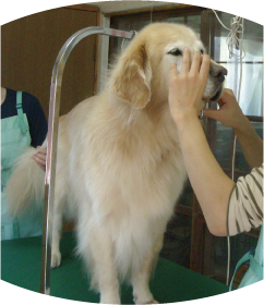 愛犬サロンぽけっちゃ